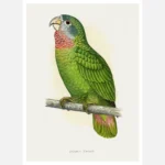 Jamaica Parrot Poster