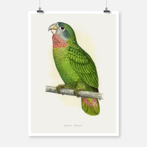 Jamaica Parrot Poster