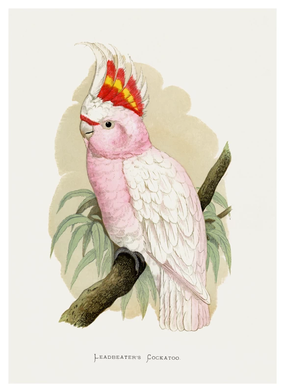 Leadbeater's Cockatoo Parrot Poster