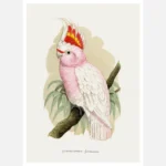 Leadbeater's Cockatoo Parrot Poster