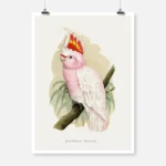 Leadbeater's Cockatoo Parrot Poster