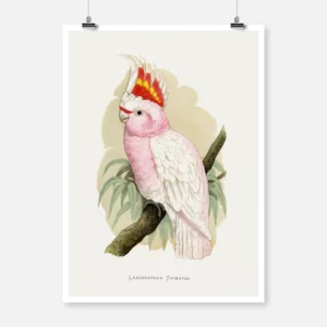 Leadbeater's Cockatoo Parrot Poster