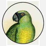 Masked Parakeet Parrot Poster