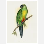 Masked Parakeet Parrot Poster