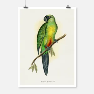 Masked Parakeet Parrot Poster