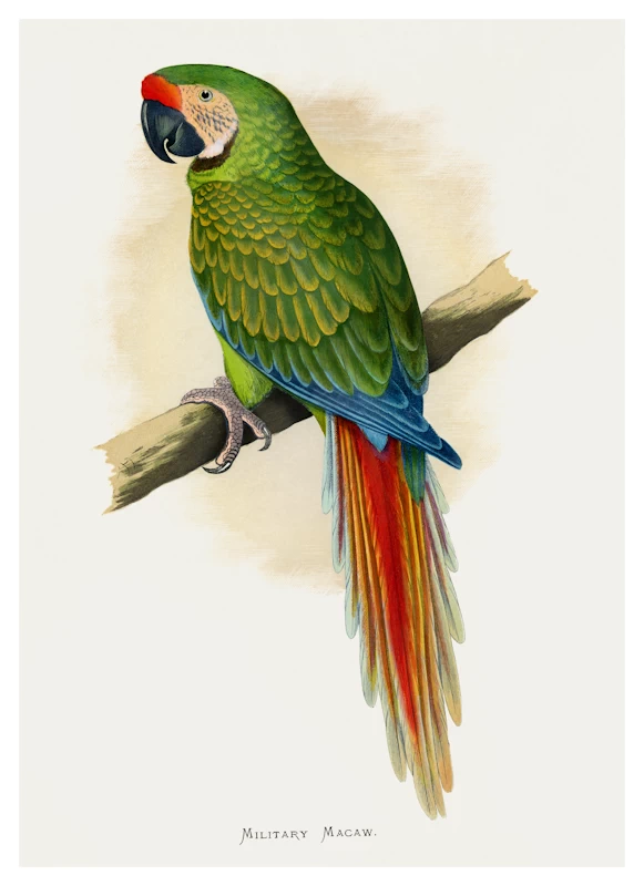 Military Macaw Parrot Poster