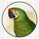 Military Macaw Parrot Poster