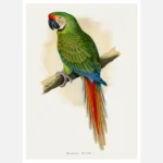 Military Macaw Parrot Poster