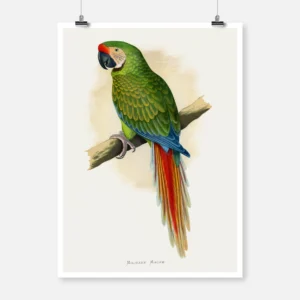 Military Macaw Parrot Poster