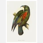 Mountain Parrot Poster