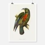 Mountain Parrot Poster