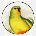 Orange Bellied Parakeet Parrot Poster