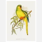 Orange Bellied Parakeet Parrot Poster