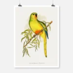 Orange Bellied Parakeet Parrot Poster