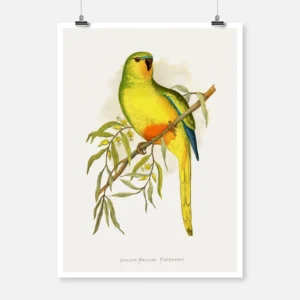 Orange Bellied Parakeet Parrot Poster