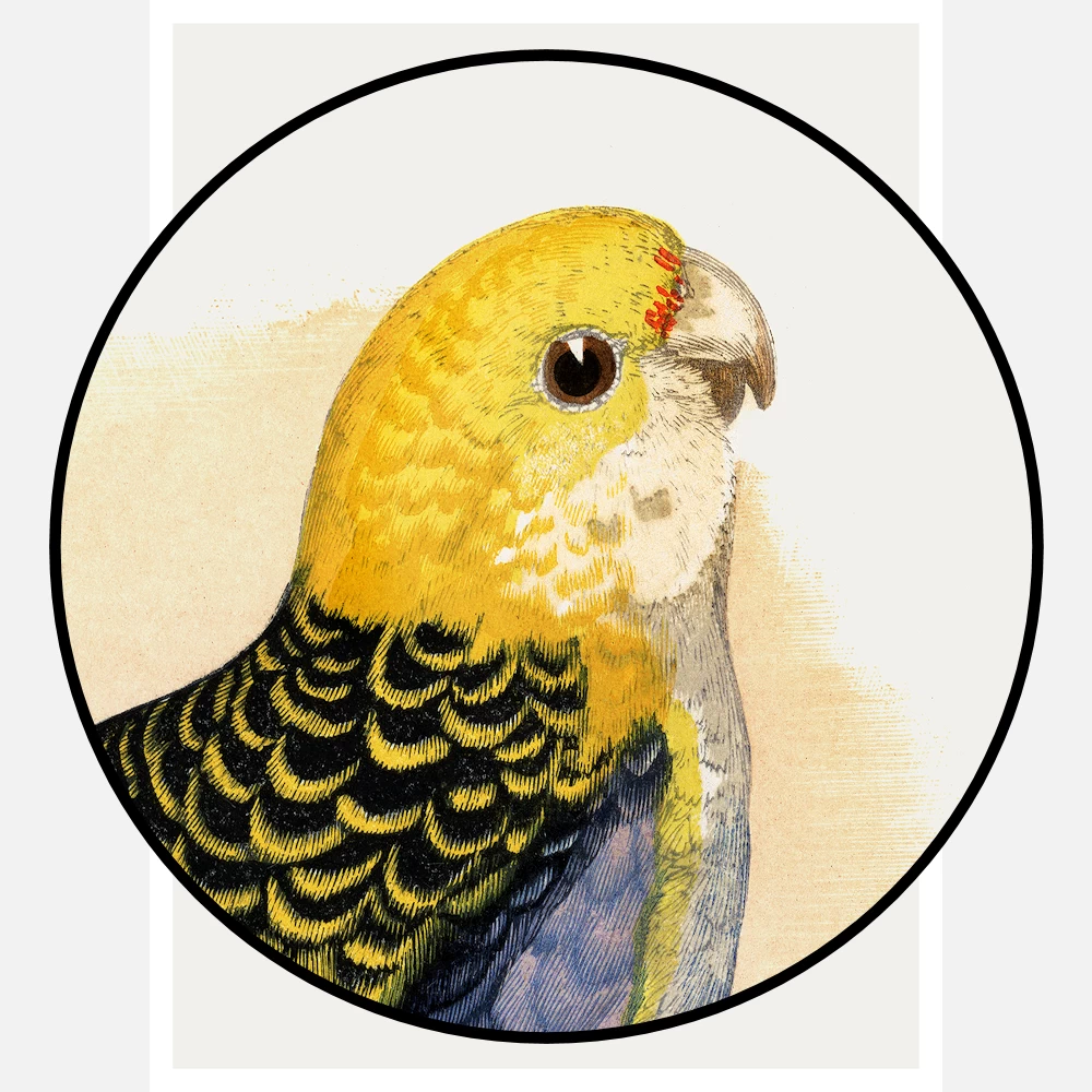 Pale Headed or Mealy Rosella Parrot Poster