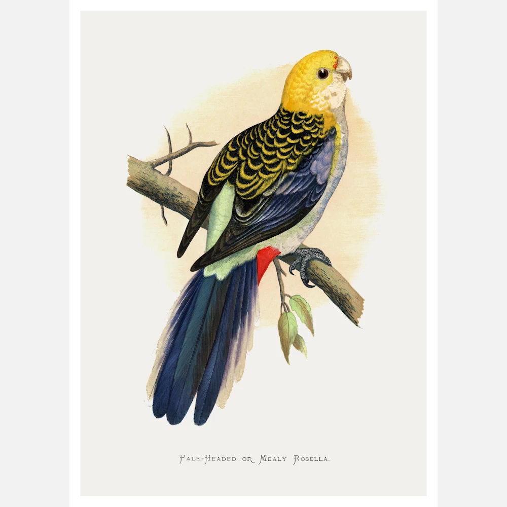 Pale Headed or Mealy Rosella Parrot Poster