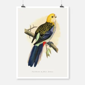 Pale Headed or Mealy Rosella Parrot Poster
