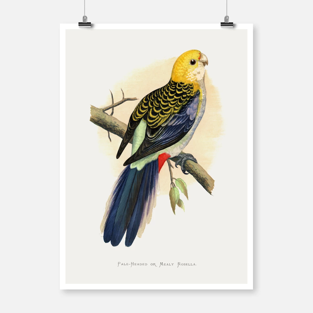 Pale Headed or Mealy Rosella Parrot Poster