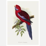 Pennant's Parakeet Parrot Poster