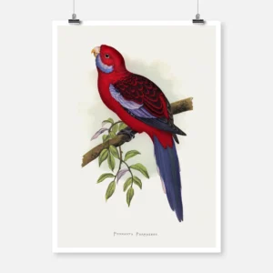 Pennant's Parakeet Parrot Poster