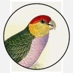 Pileated Parakeet Parrot Poster