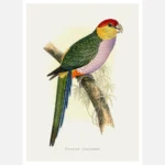 Pileated Parakeet Parrot Poster