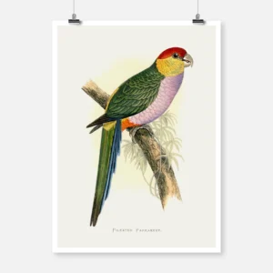 Pileated Parakeet Parrot Poster