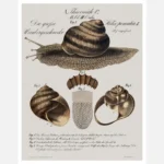 Snail Poster