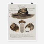 Snail Poster