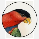 Tri Coloured or Black Capped Lory Parrot Poster