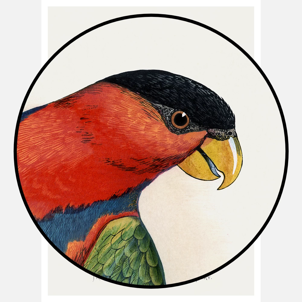 Tri Coloured or Black Capped Lory Parrot Poster