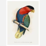 Tri Coloured or Black Capped Lory Parrot Poster