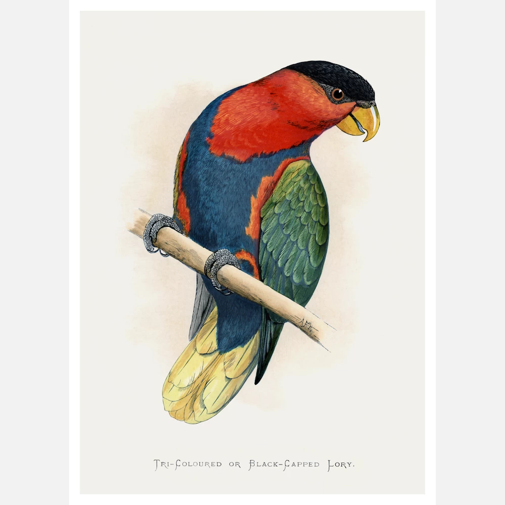 Tri Coloured or Black Capped Lory Parrot Poster