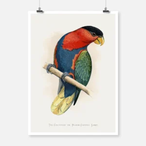 Tri Coloured or Black Capped Lory Parrot Poster