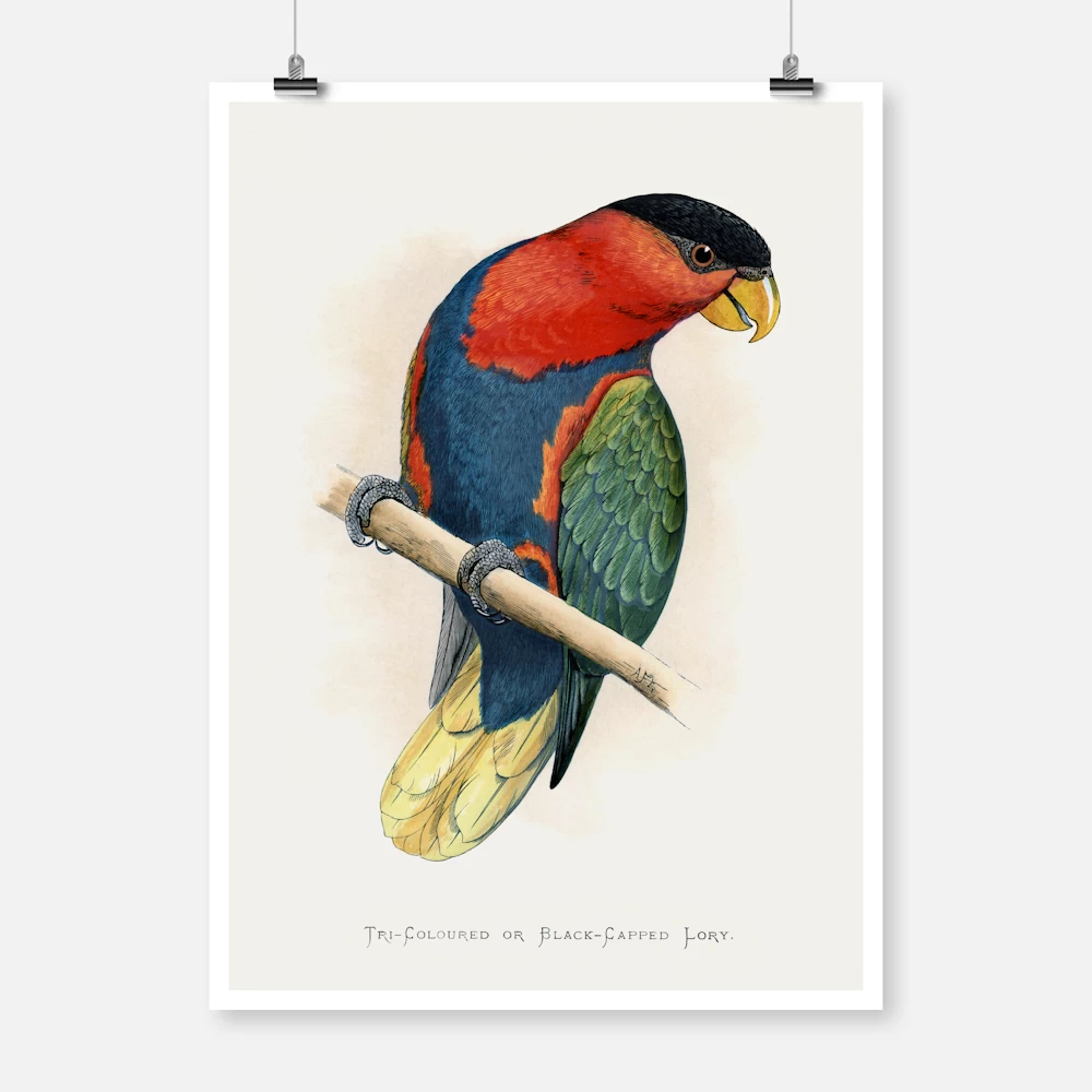 Tri Coloured or Black Capped Lory Parrot Poster