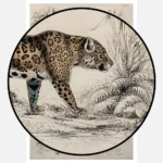 Two Jaguars, A Persian Lynx, and a Colocolo Poster