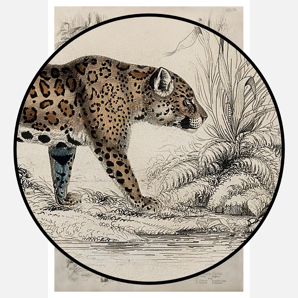 Two Jaguars, A Persian Lynx, and a Colocolo Poster