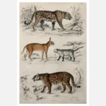 Two Jaguars, A Persian Lynx, and a Colocolo Poster