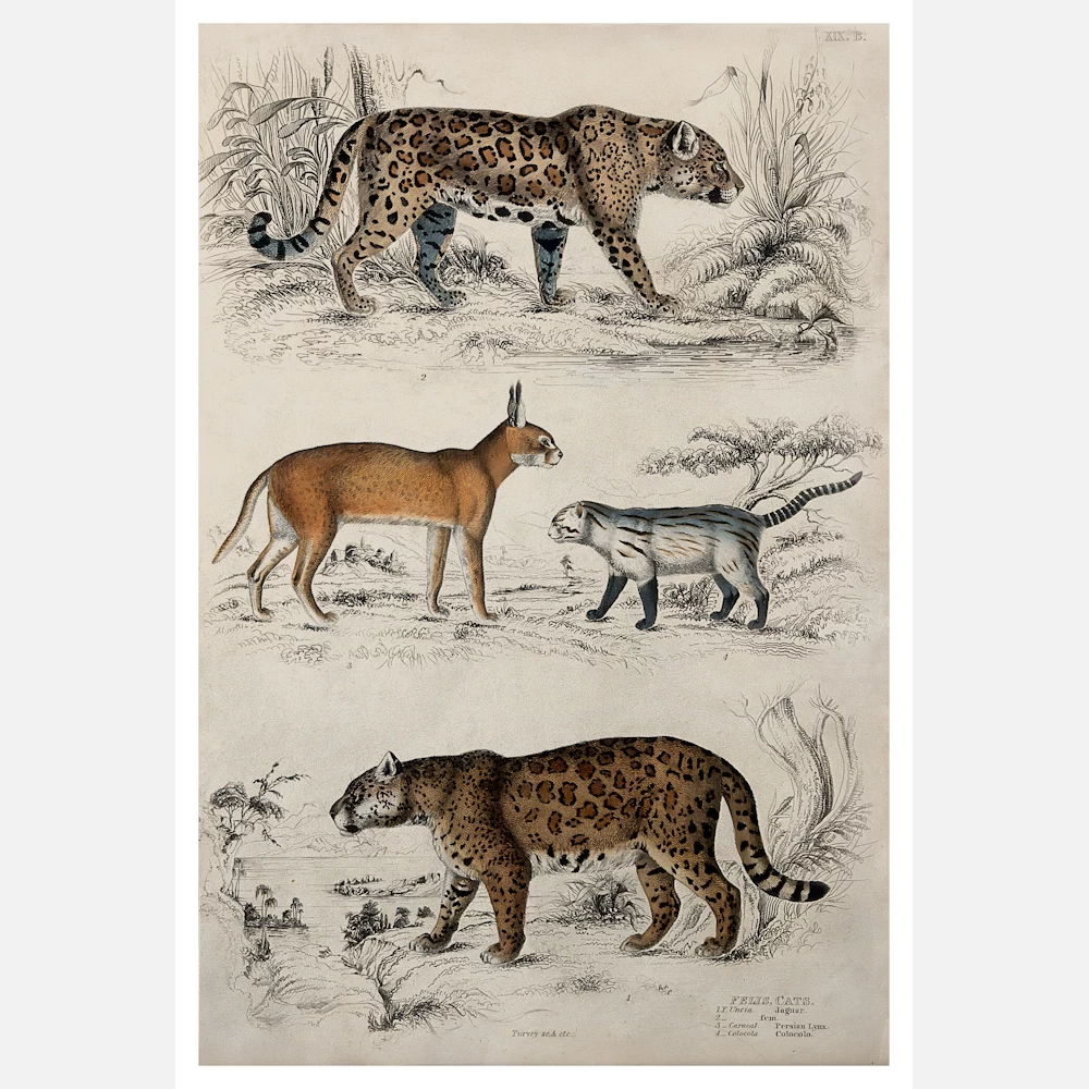 Two Jaguars, A Persian Lynx, and a Colocolo Poster