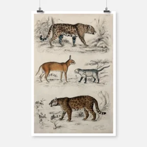 Two Jaguars, A Persian Lynx, and a Colocolo Poster