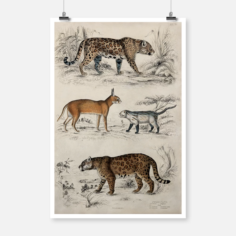 Two Jaguars, A Persian Lynx, and a Colocolo Poster