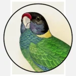 Yellow Naped Parakeet Parrot Poster