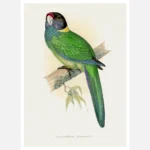 Yellow Naped Parakeet Parrot Poster