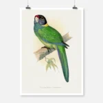 Yellow Naped Parakeet Parrot Poster