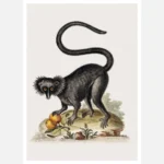 A Black Macaque Poster