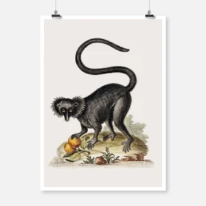 A Black Macaque Poster