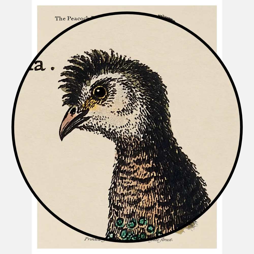 A Chinese Peacock Sitting on a Flowery Shrub Poster