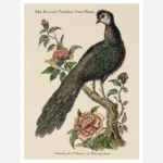 A Chinese Peacock Sitting on a Flowery Shrub Poster