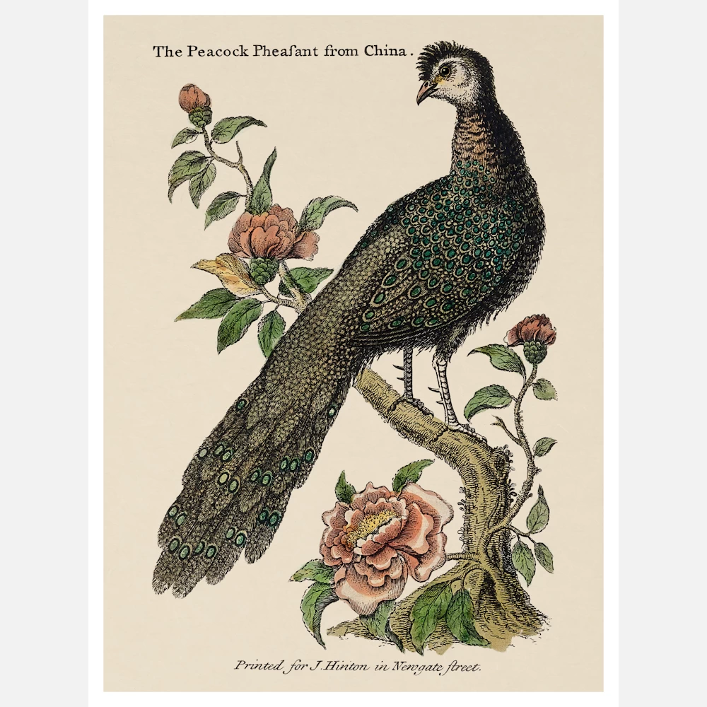 A Chinese Peacock Sitting on a Flowery Shrub Poster